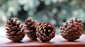 Scented Pine Cones